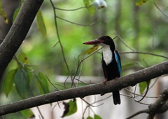 IMG_2037a white-throated kingfisher.jpg